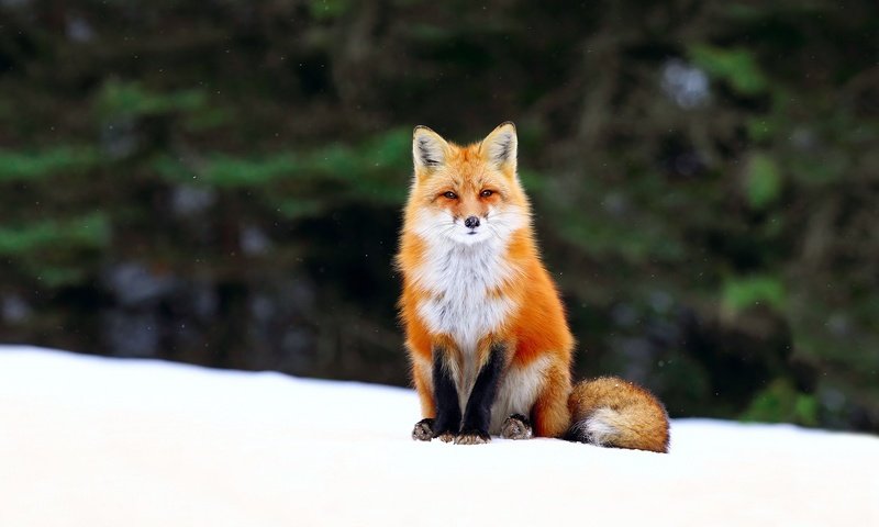 Обои снег, мордочка, взгляд, лиса, хищник, лисица, хвост, snow, muzzle, look, fox, predator, tail разрешение 1920x1200 Загрузить