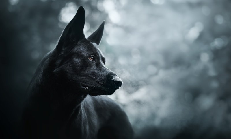 Обои морда, собака, черная, немецкая овчарка, красивая, face, dog, black, german shepherd, beautiful разрешение 2048x1365 Загрузить