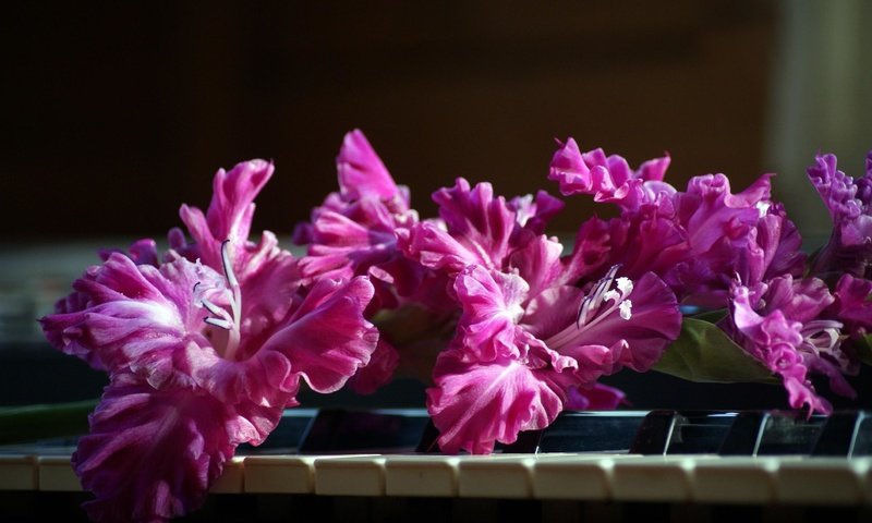 Обои цветы, розовый, пианино, клавиши, гладиолус, flowers, pink, piano, keys, gladiolus разрешение 2590x1715 Загрузить