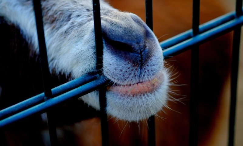 Обои животное, нос, клетка, пасть, козел, animal, nose, cell, mouth, goat разрешение 4896x3264 Загрузить