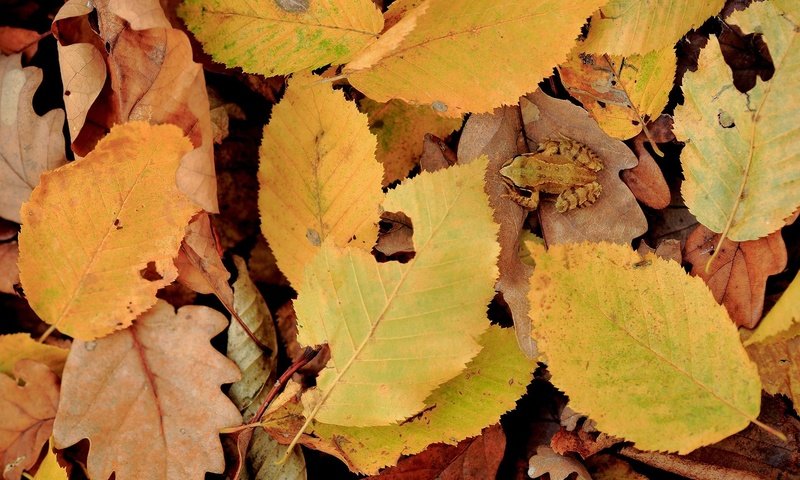 Обои природа, листья, осень, лягушка, желтые листья, nature, leaves, autumn, frog, yellow leaves разрешение 1920x1200 Загрузить