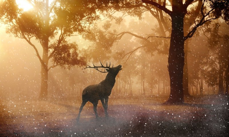 Обои свет, деревья, солнце, лес, олень, рога, light, trees, the sun, forest, deer, horns разрешение 4476x2889 Загрузить