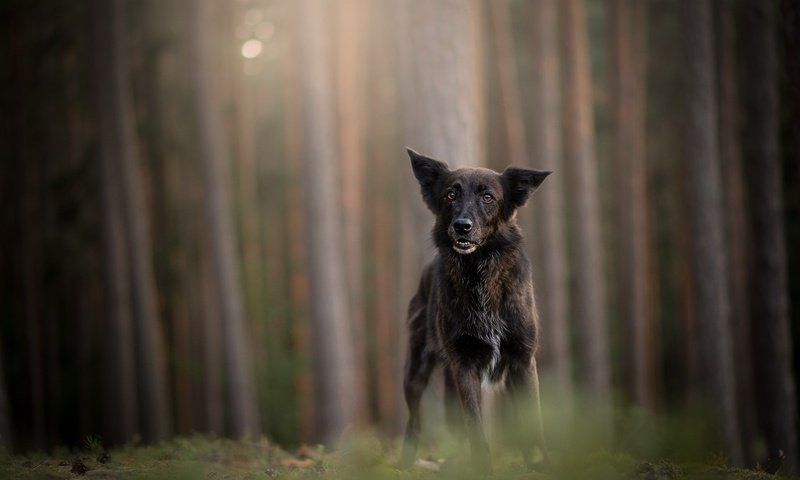 Обои лес, мордочка, стволы, взгляд, собака, немецкая овчарка, forest, muzzle, trunks, look, dog, german shepherd разрешение 2048x1224 Загрузить