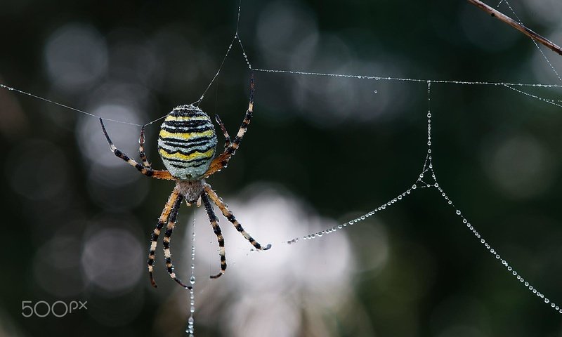 Обои макро, роса, капли, размытость, паук, паутина, leo pöcksteiner, macro, rosa, drops, blur, spider, web разрешение 2000x1328 Загрузить