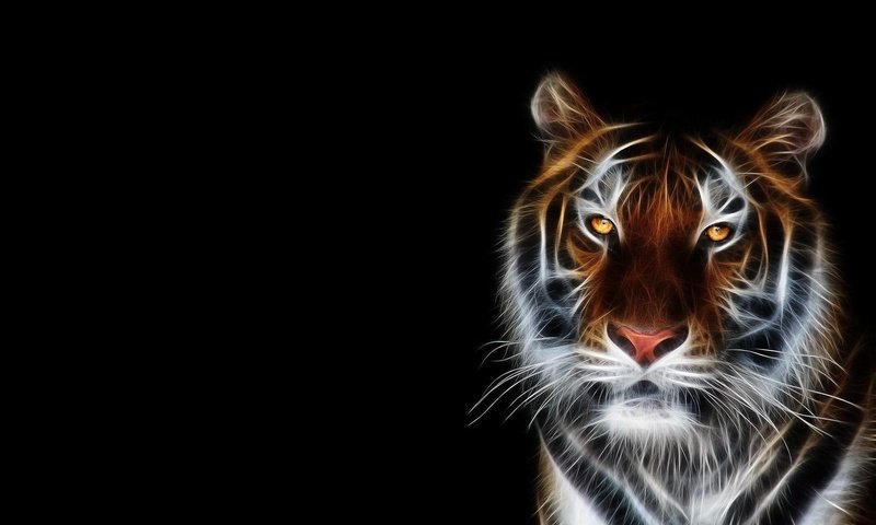 Обои тигр, морда, фон, черный, tiger, face, background, black разрешение 1920x1200 Загрузить