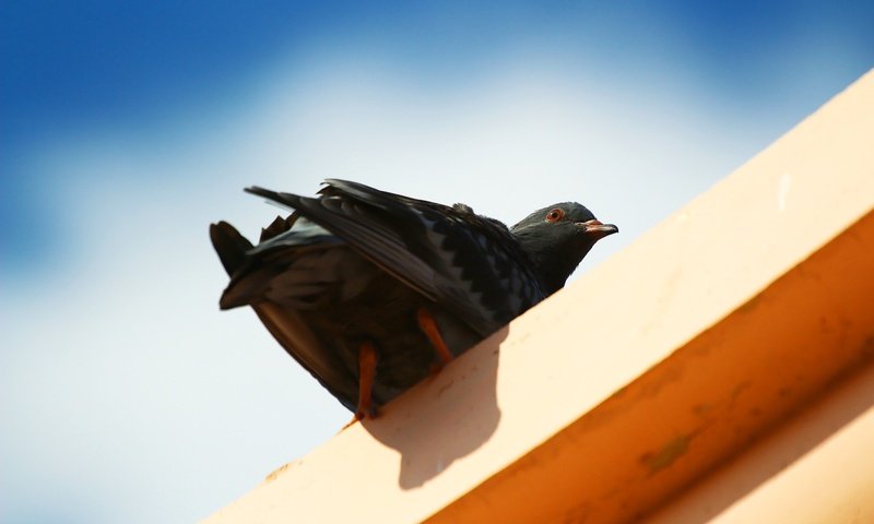 Обои небо, фон, взгляд, птица, клюв, перья, голубь, the sky, background, look, bird, beak, feathers, dove разрешение 1920x1280 Загрузить