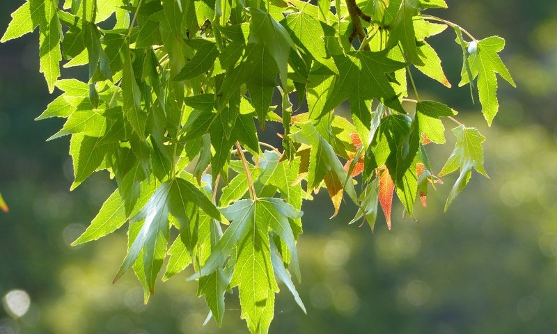 Обои ветка, природа, листья, боке, branch, nature, leaves, bokeh разрешение 4000x3000 Загрузить