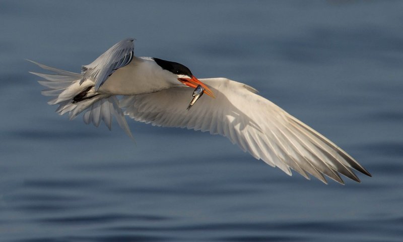 Обои вода, полет, крылья, птица, клюв, рыбка, улов, крачка, water, flight, wings, bird, beak, fish, catch, tern разрешение 2048x1152 Загрузить