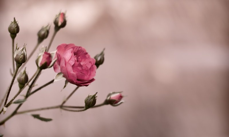 Обои бутоны, цветок, роза, куст, пинк, buds, flower, rose, bush, pink разрешение 4288x2848 Загрузить