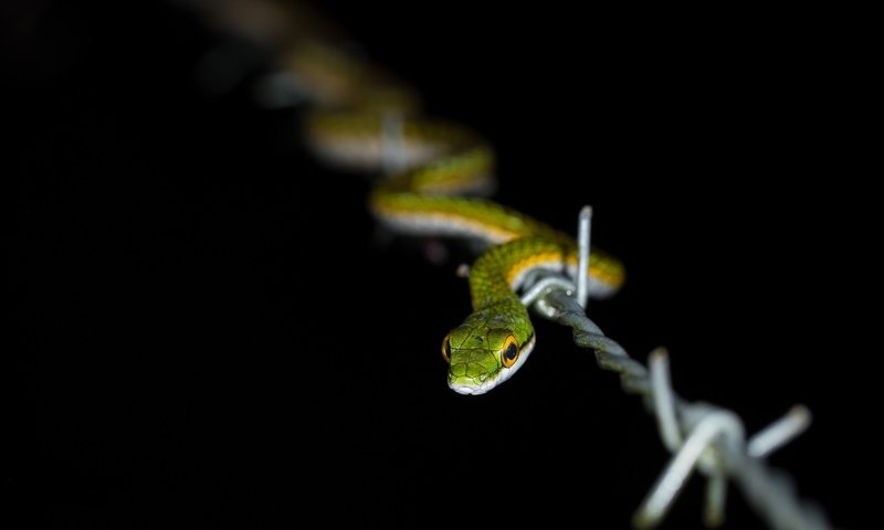 Обои природа, проволока, змея, колючая проволка, nature, wire, snake, barbed wire разрешение 1920x1200 Загрузить