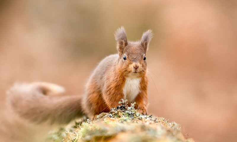 Обои рыжая, белка, белочка, грызун, зверюшка, red, protein, squirrel, rodent, pet разрешение 2048x1365 Загрузить