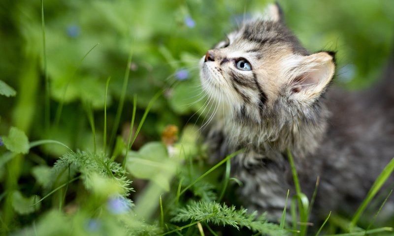 Обои трава, мордочка, взгляд, котенок, малыш, grass, muzzle, look, kitty, baby разрешение 2112x1188 Загрузить