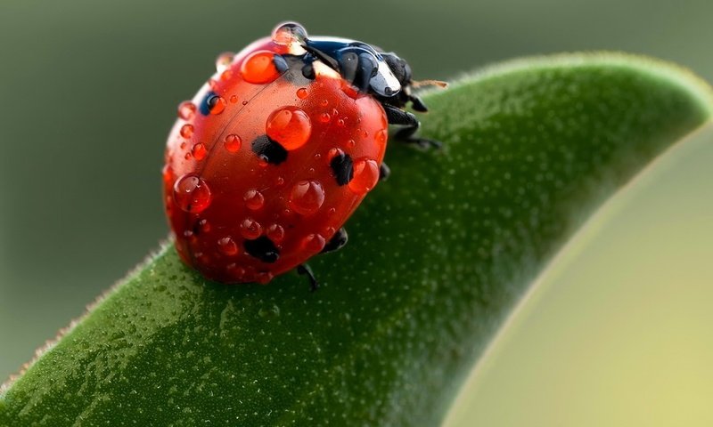 Обои капли, лист, коровка, божья, drops, sheet, ladybug, of god разрешение 2560x1600 Загрузить