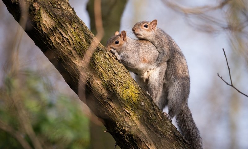 Обои дерево, любовь, белка, две, tree, love, protein, two разрешение 1920x1200 Загрузить