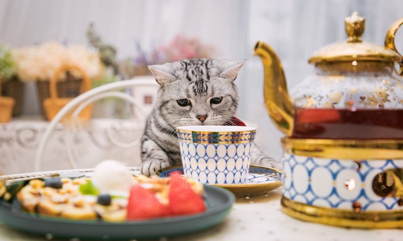 Обои кошка, стол, сидит, чашка, нюхает, cat, table, sitting, cup, sniffing разрешение 2048x1287 Загрузить