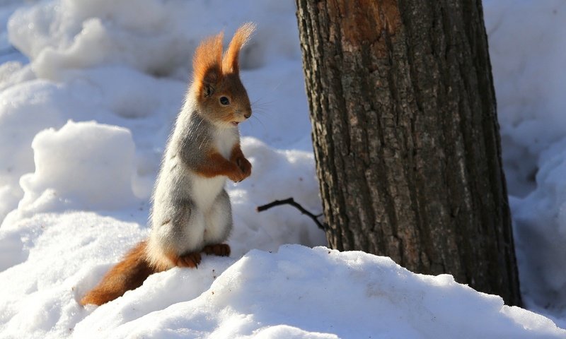 Обои снег, природа, дерево, зима, животное, ствол, белка, грызун, snow, nature, tree, winter, animal, trunk, protein, rodent разрешение 2048x1307 Загрузить