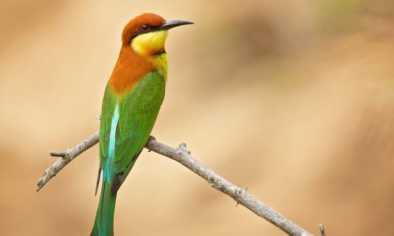 Обои ветка, фон, птица, щурка золотистая, branch, background, bird, golden bee-eater разрешение 2048x1536 Загрузить