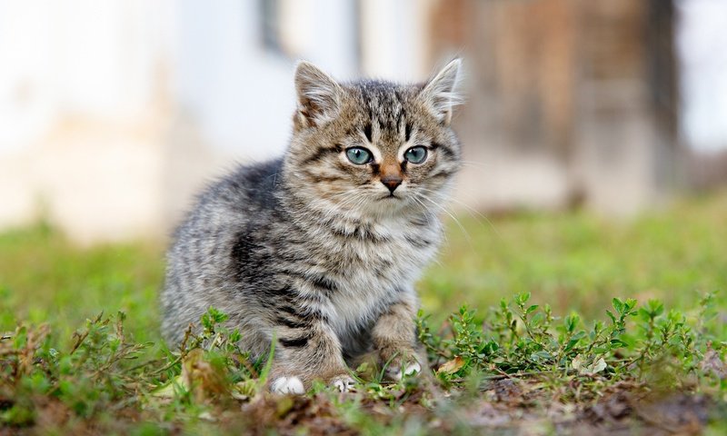 Обои трава, поза, взгляд, боке, grass, pose, look, bokeh разрешение 1920x1422 Загрузить