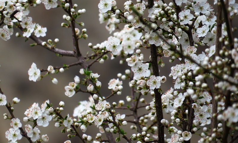 Обои цветы, природа, дерево, цветение, весна, вишня, сакура, flowers, nature, tree, flowering, spring, cherry, sakura разрешение 4000x3000 Загрузить