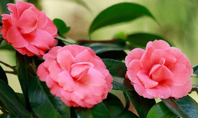 Обои лепестки, розовая, камелия, petals, pink, camellia разрешение 6144x4046 Загрузить