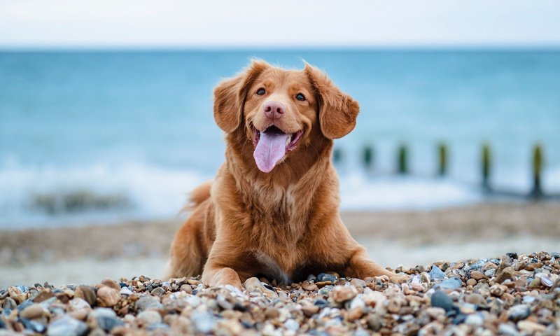 Обои галька, собака, язык, золотистый ретривер, pebbles, dog, language, golden retriever разрешение 3840x2160 Загрузить