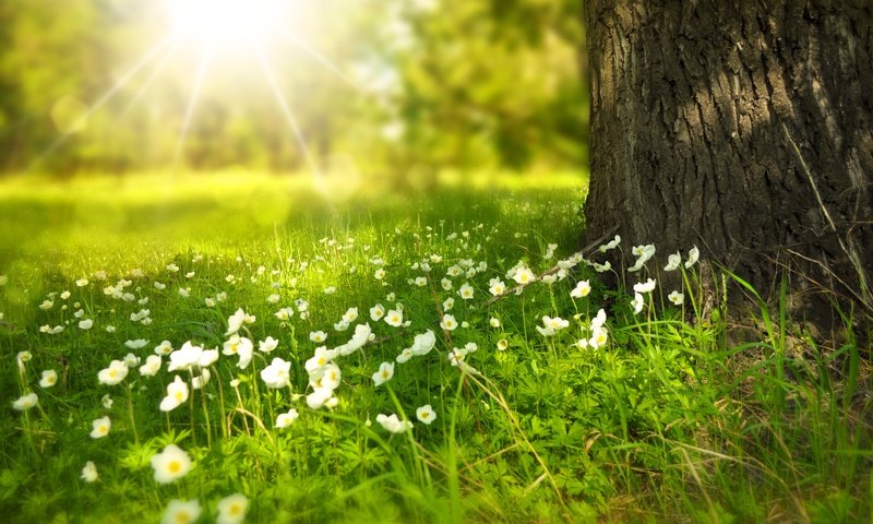 Обои трава, солнечные лучи, белые цветы, ствол дерева, grass, the sun's rays, white flowers, the trunk of the tree разрешение 4090x2602 Загрузить