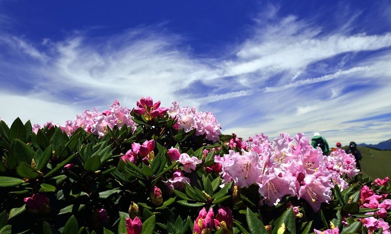 Обои цветы, облака, холмы, розовые, синева, азалия, рододендроны, flowers, clouds, hills, pink, blue, azalea, rhododendrons разрешение 2048x1367 Загрузить