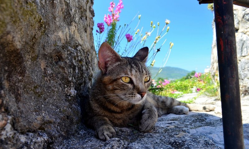 Обои цветы, природа, камни, кот, кошка, серый, полосатый, flowers, nature, stones, cat, grey, striped разрешение 2000x1325 Загрузить