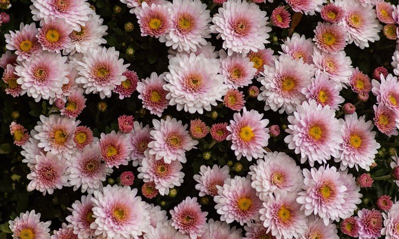Обои цветы, темный фон, розовые, много, хризантемы, боке, flowers, the dark background, pink, a lot, chrysanthemum, bokeh разрешение 3008x2008 Загрузить