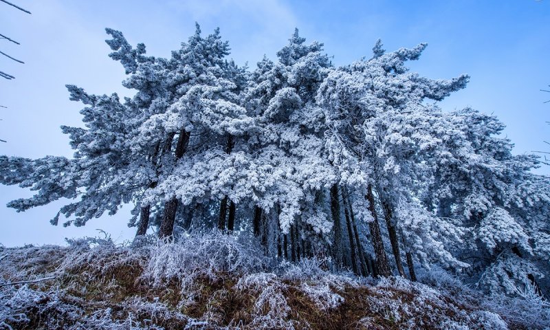 Обои деревья, снег, осень, trees, snow, autumn разрешение 3840x2160 Загрузить