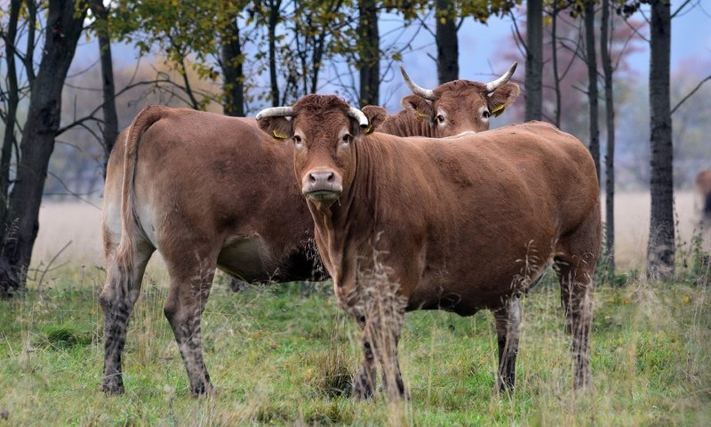 Обои деревья, взгляд, бык, быки, бычок, trees, look, bull, bulls разрешение 3840x2560 Загрузить