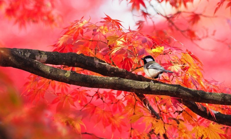 Обои дерево, листья, ветки, птица, клен, синица, осенние листья, tree, leaves, branches, bird, maple, tit, autumn leaves разрешение 2000x1333 Загрузить