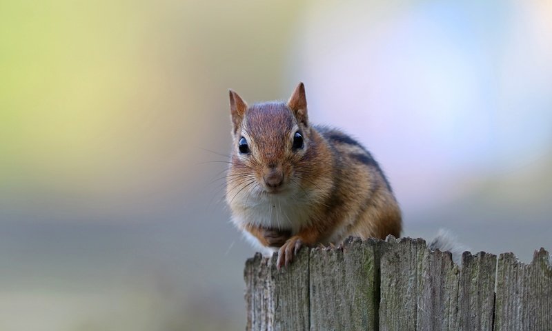 Обои фон, бурундук, грызун, background, chipmunk, rodent разрешение 2200x1350 Загрузить