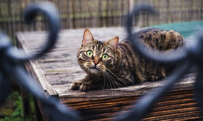 Обои кот, кошка, взгляд, забор, боке, cat, look, the fence, bokeh разрешение 3840x2160 Загрузить