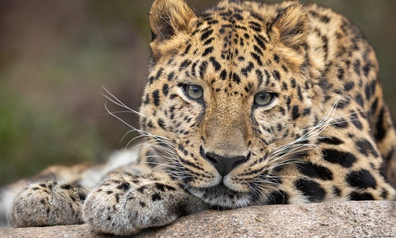 Обои морда, фон, портрет, леопард, вгляд, дикая кошка, face, background, portrait, leopard, peer, wild cat разрешение 6144x4096 Загрузить