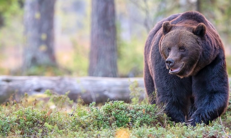 Обои морда, лес, поза, взгляд, медведь, прогулка, бревно, face, forest, pose, look, bear, walk, log разрешение 5568x3712 Загрузить