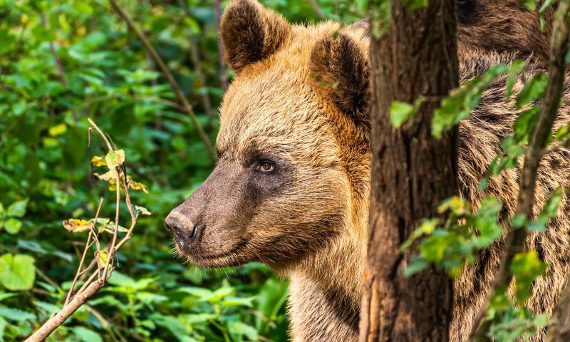 Обои морда, портрет, медведица, face, portrait, bear разрешение 3072x2044 Загрузить