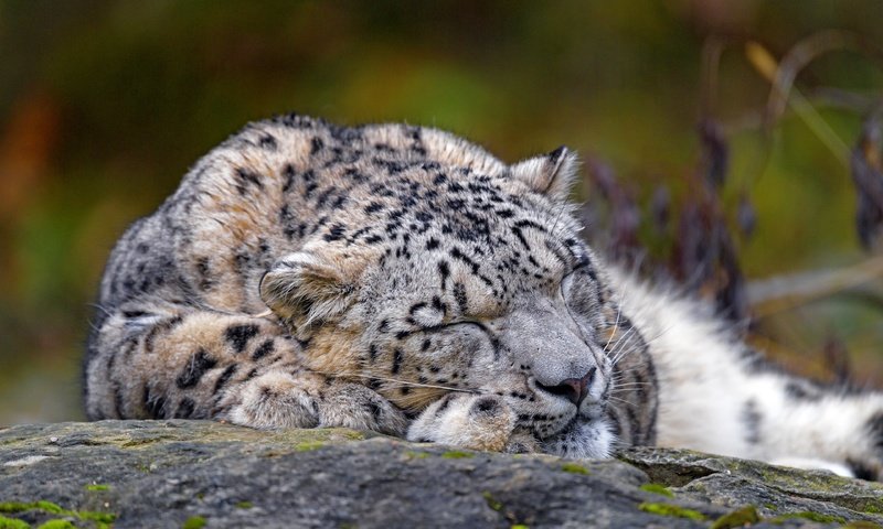 Обои морда, природа, сон, лежит, спит, снежный барс, ирбис, face, nature, sleep, lies, sleeping, snow leopard, irbis разрешение 3840x2560 Загрузить