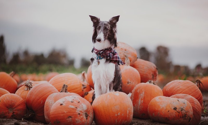 Обои осень, собака, тыквы, autumn, dog, pumpkin разрешение 2047x1365 Загрузить