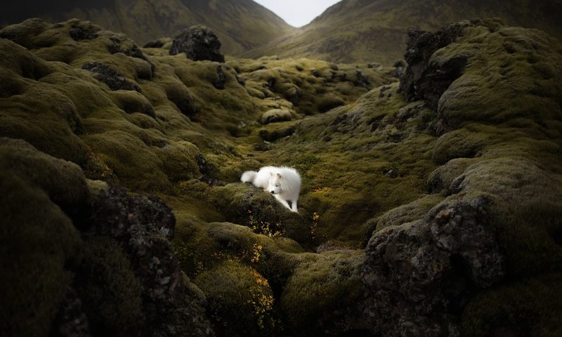 Обои природа, гора, собака, nature, mountain, dog разрешение 2048x1300 Загрузить