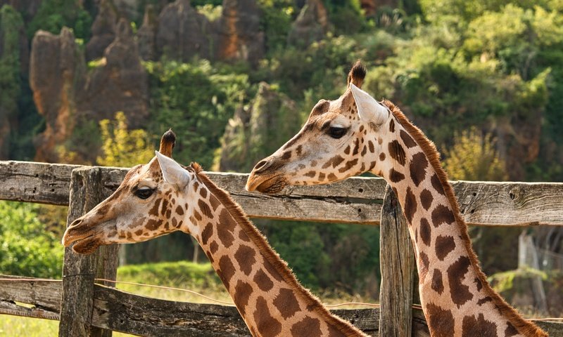 Обои природа, пара, жираф, жирафы, nature, pair, giraffe, giraffes разрешение 5568x3712 Загрузить