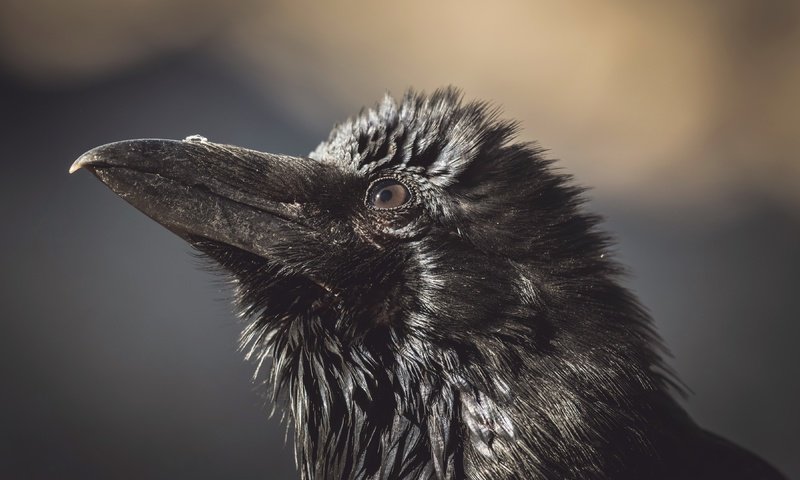 Обои природа, птица, ворона, nature, bird, crow разрешение 3840x2160 Загрузить