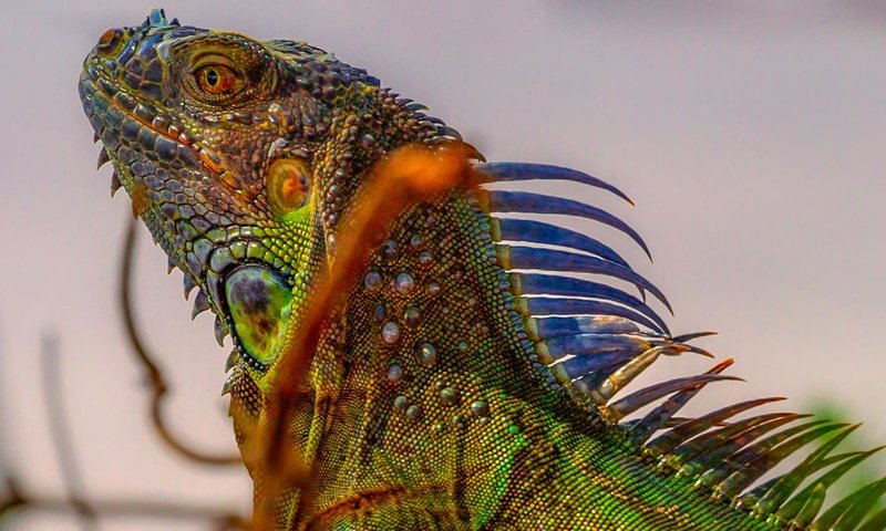 Обои природа, рептилия, игуана, nature, reptile, iguana разрешение 1920x1080 Загрузить