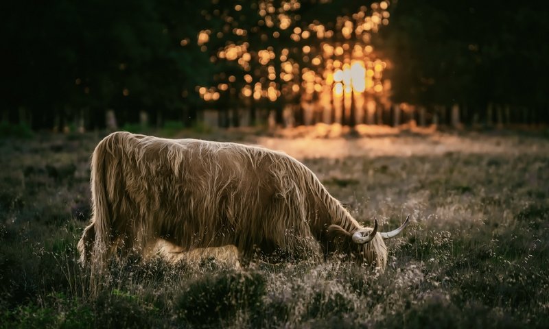 Обои природа, закат, скот, nature, sunset, cattle разрешение 3840x2160 Загрузить