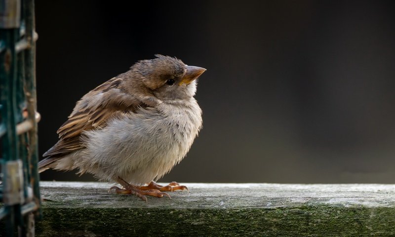 Обои птица, воробей, bird, sparrow разрешение 3840x2160 Загрузить