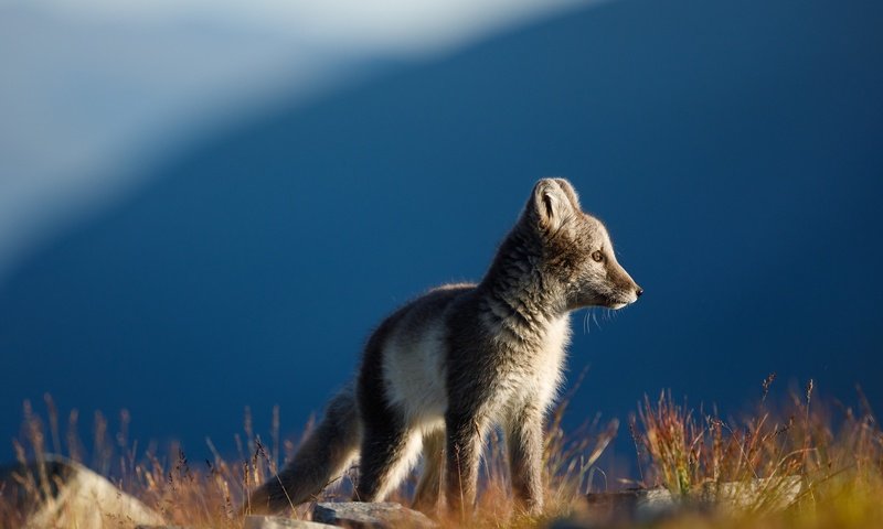 Обои трава, горы, природа, камни, взгляд, профиль, синева, песец, grass, mountains, nature, stones, look, profile, blue, fox разрешение 2000x1333 Загрузить