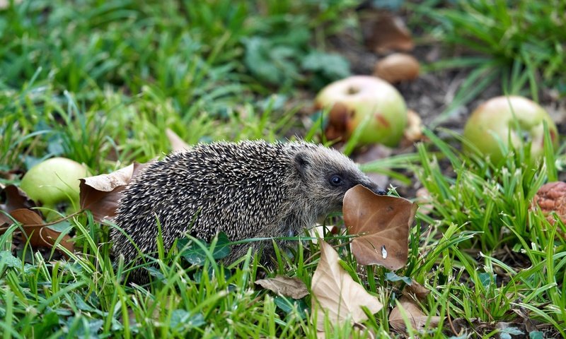 Обои трава, листья, яблоки, осень, ежик, еж, grass, leaves, apples, autumn, hedgehog разрешение 5827x3884 Загрузить