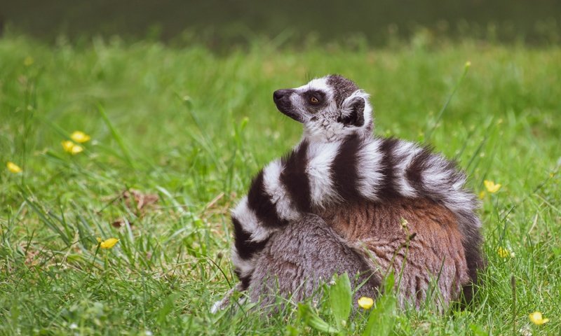 Обои трава, поза, сидит, хвост, лемур, grass, pose, sitting, tail, lemur разрешение 3840x2742 Загрузить