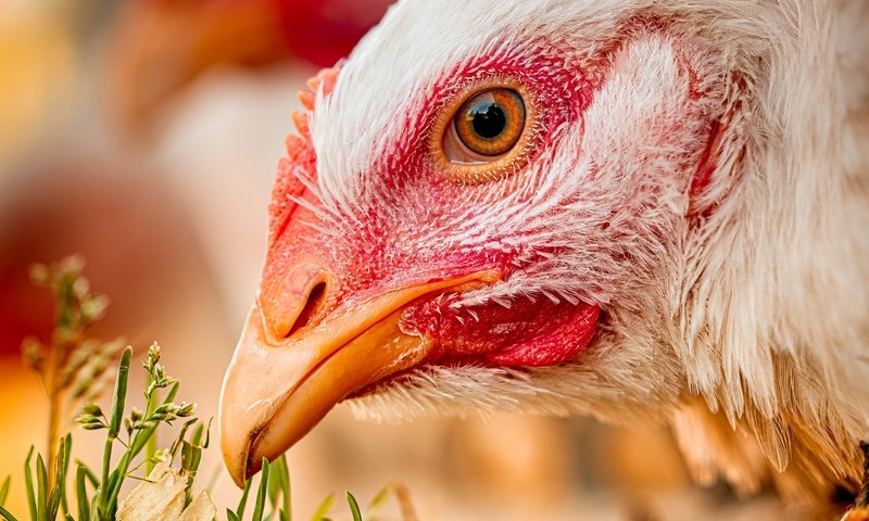 Обои трава, птица, клюв, крупный план, голова, курица, grass, bird, beak, close-up, head, chicken разрешение 2048x1365 Загрузить