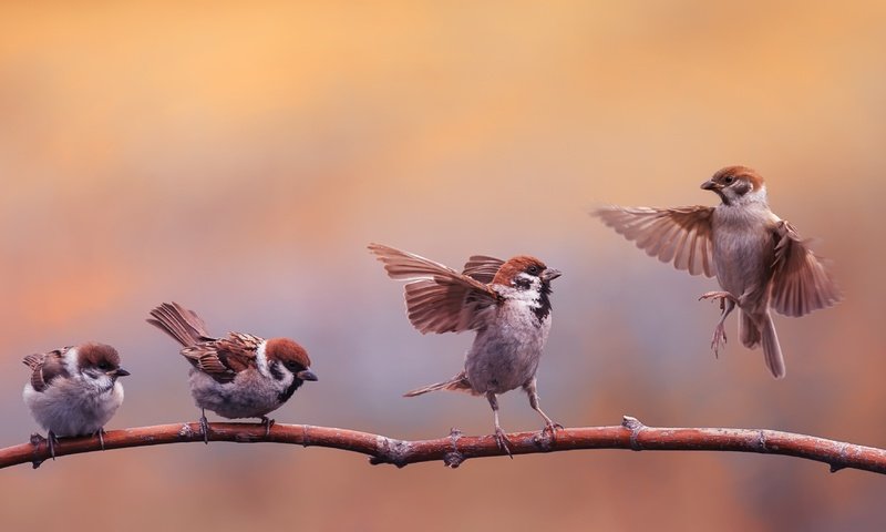 Обои ветка, воробьи, branch, sparrows разрешение 4000x2104 Загрузить